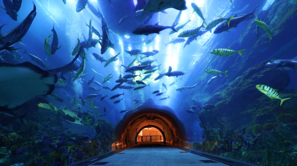 Dubai Aquarium & Underwater Zoo