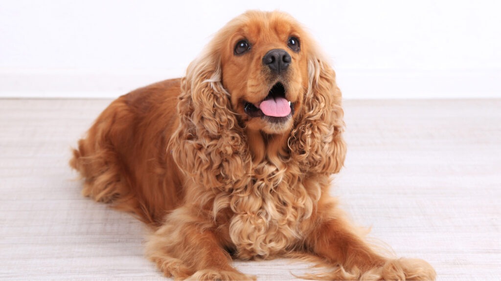 Cocker Spaniel Breed Facts