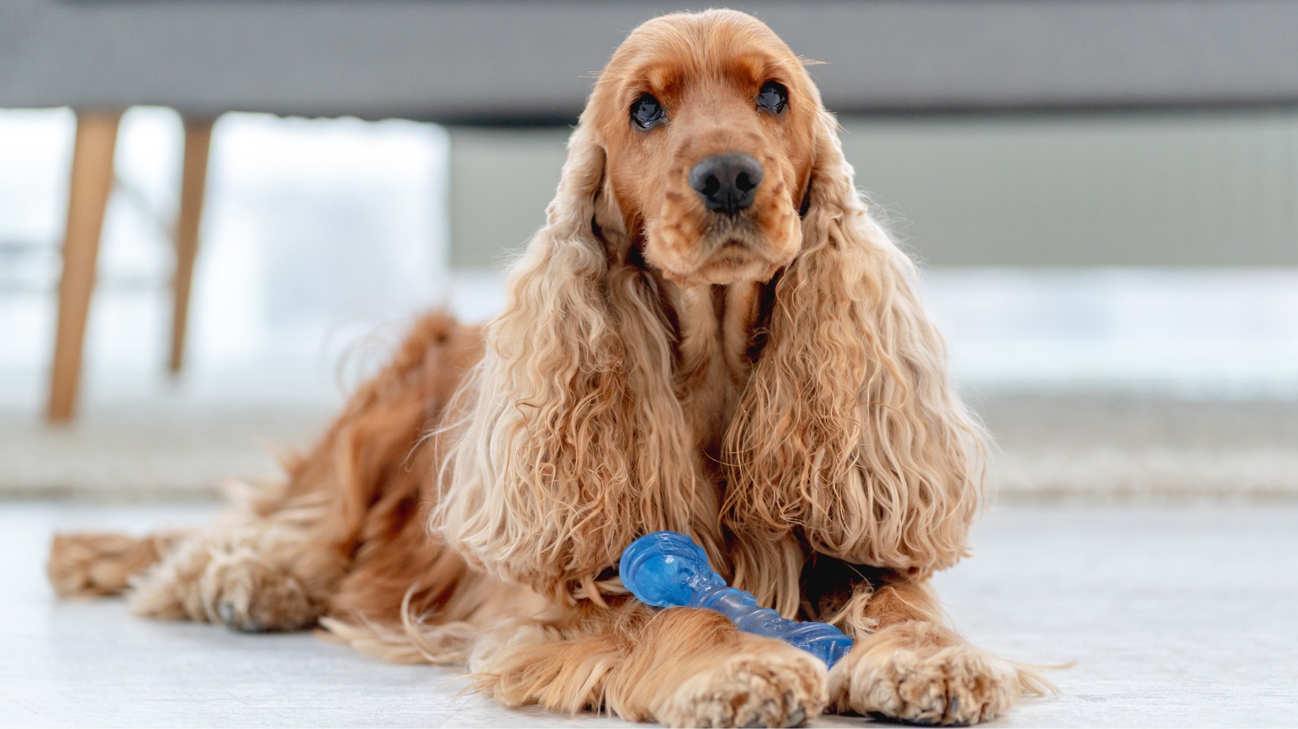 Cocker Spaniel Care Guide: Training, Grooming & Health Tips