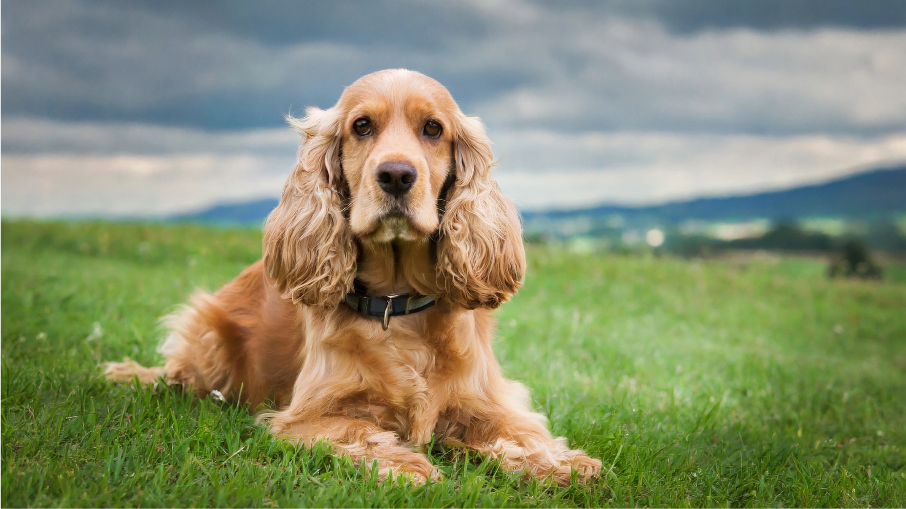 Top Reasons Why Cocker Spaniels Make the Perfect Family Dog