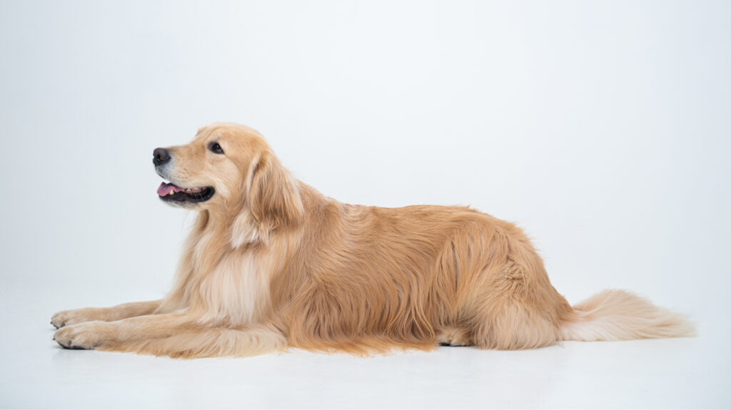 Golden Retriever Care Guide_ Training, Grooming & Health Tips