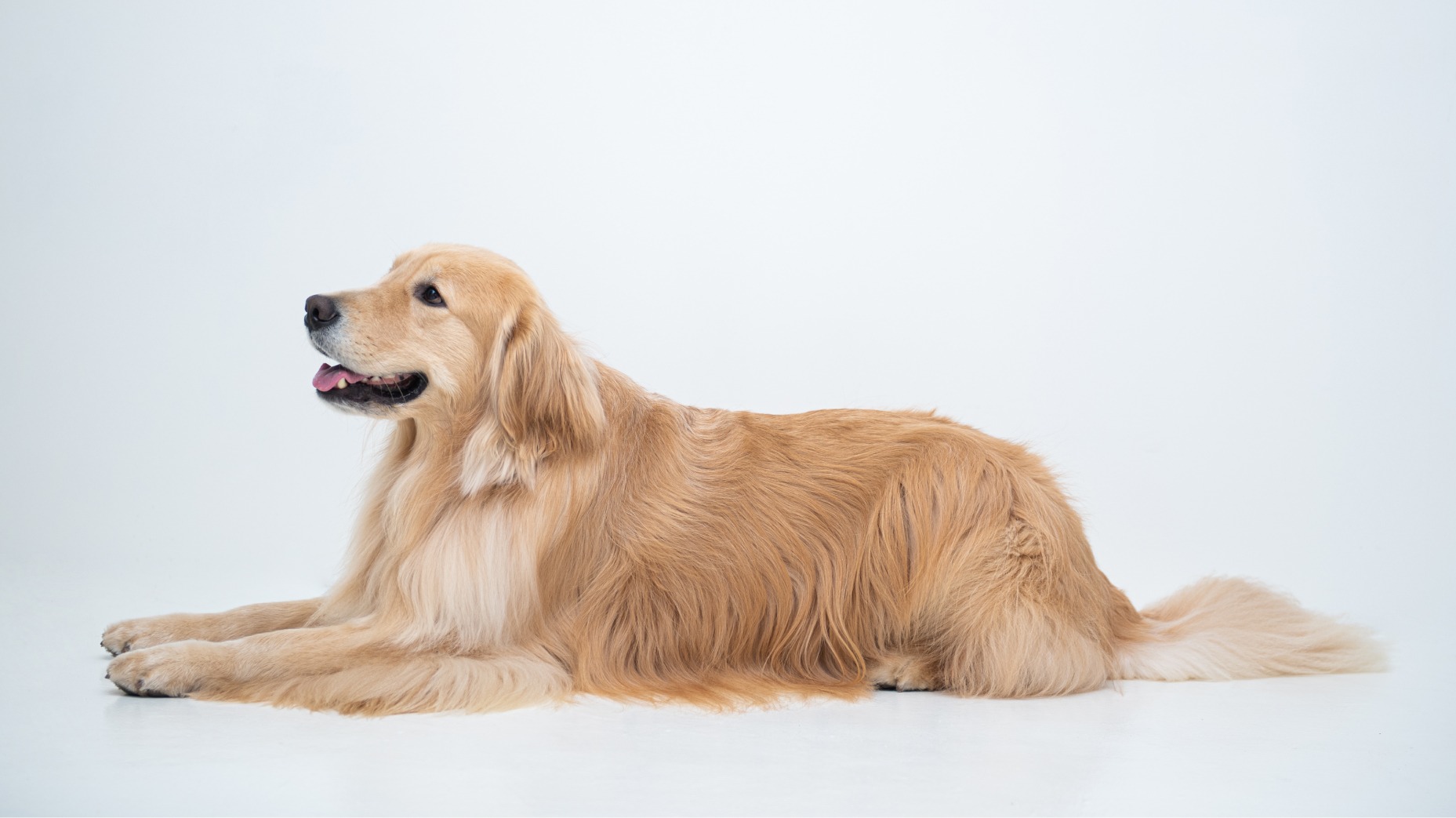 Golden Retriever Care Guide: Training, Grooming & Health Tips