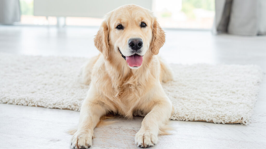 Golden Retriever Facts