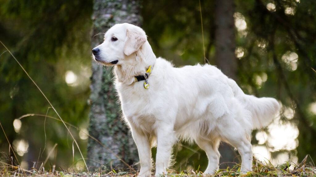 Golden Retriever Facts: Everything You Need to Know About This Loving Breed