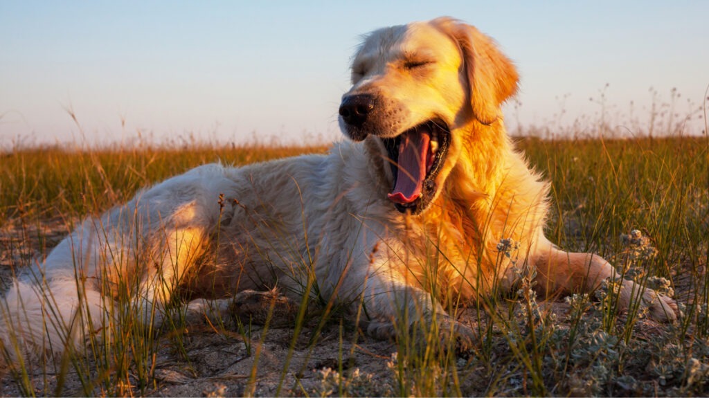 Top Reasons Why Golden Retrievers Make the Best Family Dogs